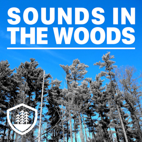 Sounds in the Woods cover